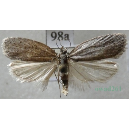 Acleris lipsiana (Denis & Schiffermüller, 1775) Czech98a
